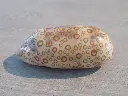 DSCN1585.webp