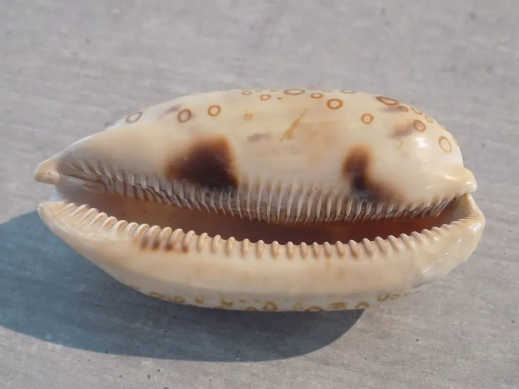 DSCN1586.webp