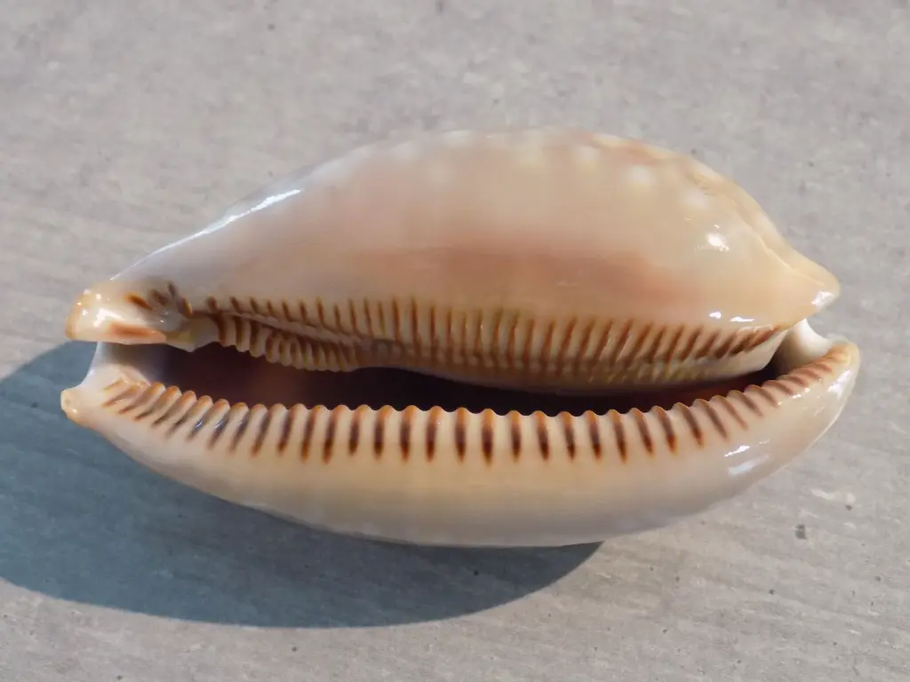 DSCN1592.webp