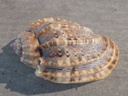 HARPIDAE HARPA AMOURETTA