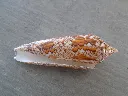 DSCN2411.webp