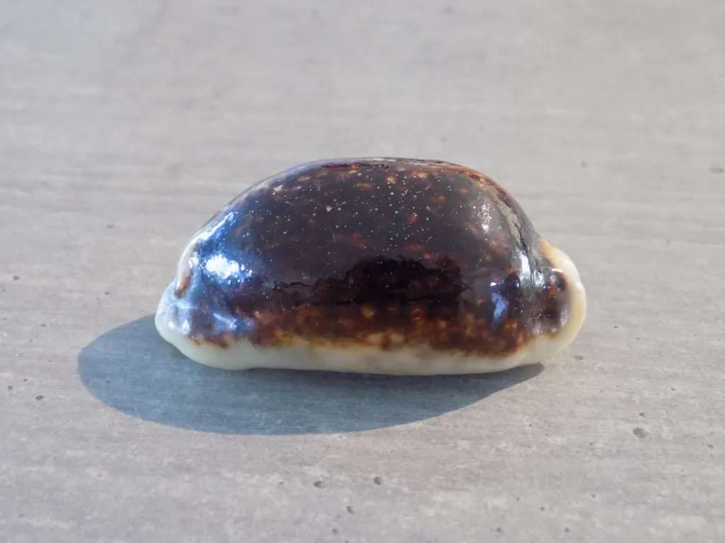 DSCN2398.webp