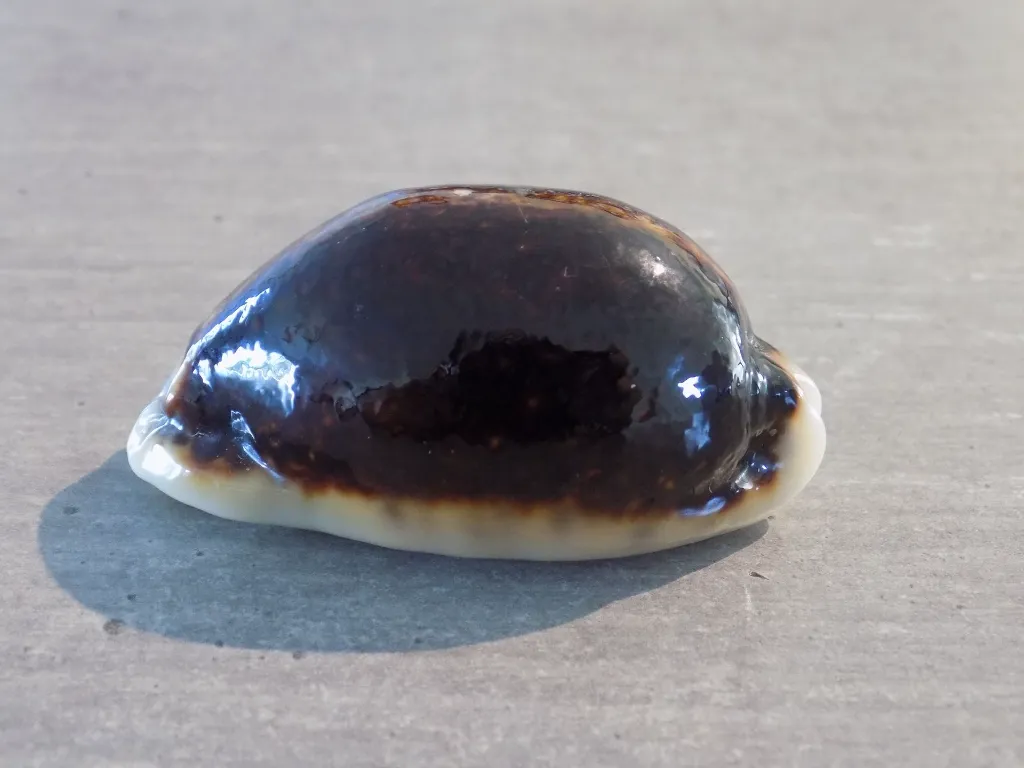 DSCN2405.webp