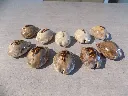 DSCN2441.webp