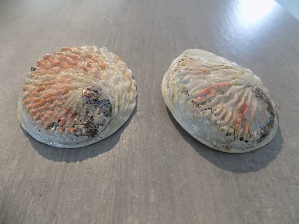 DSCN2458.webp