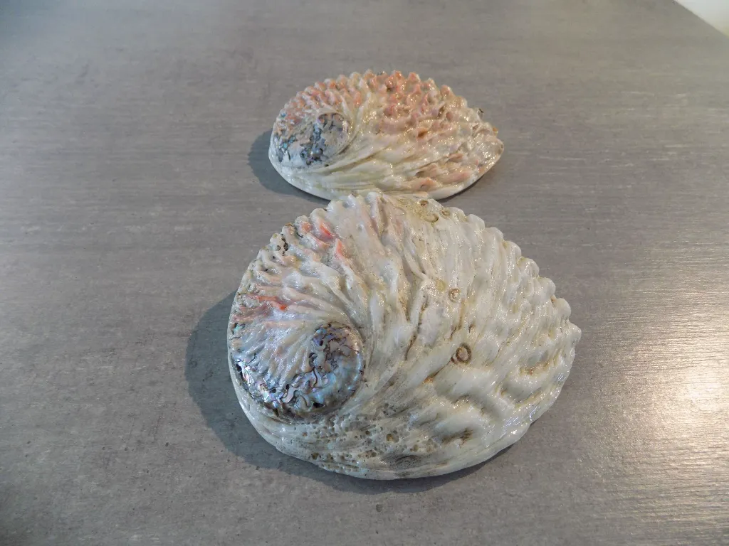 DSCN2459.webp