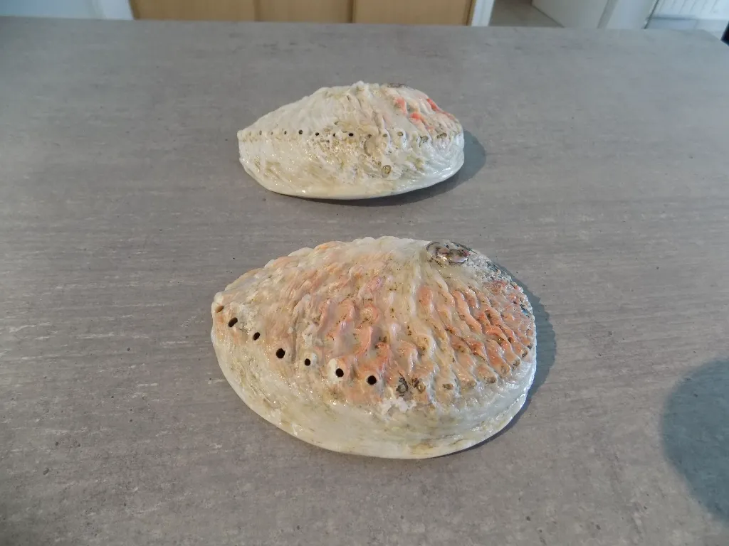 DSCN2461.webp