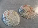 DSCN2462.webp