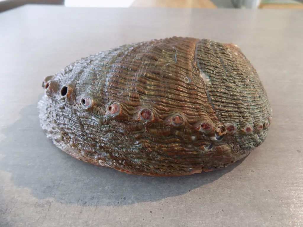 DSCN2465.webp