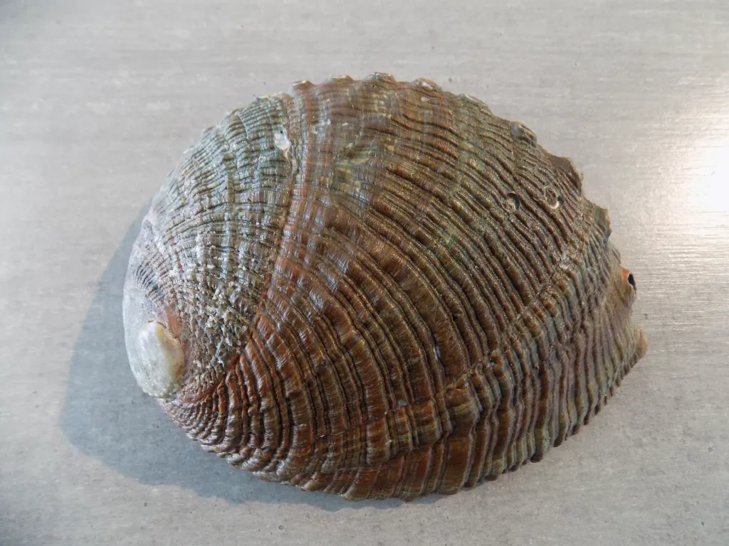 DSCN2467.webp