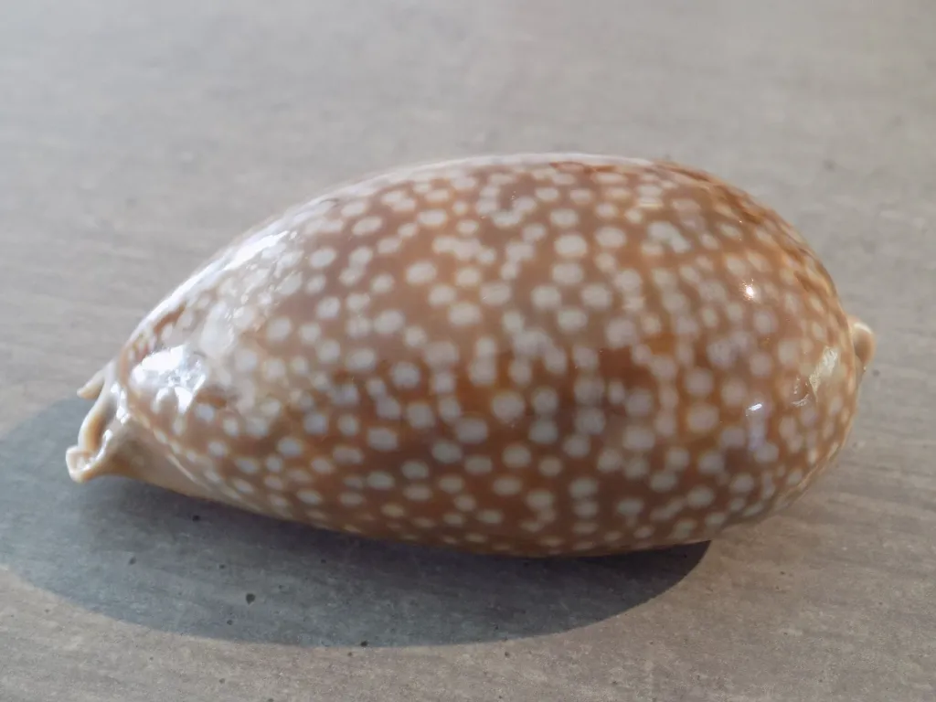 DSCN2489.webp