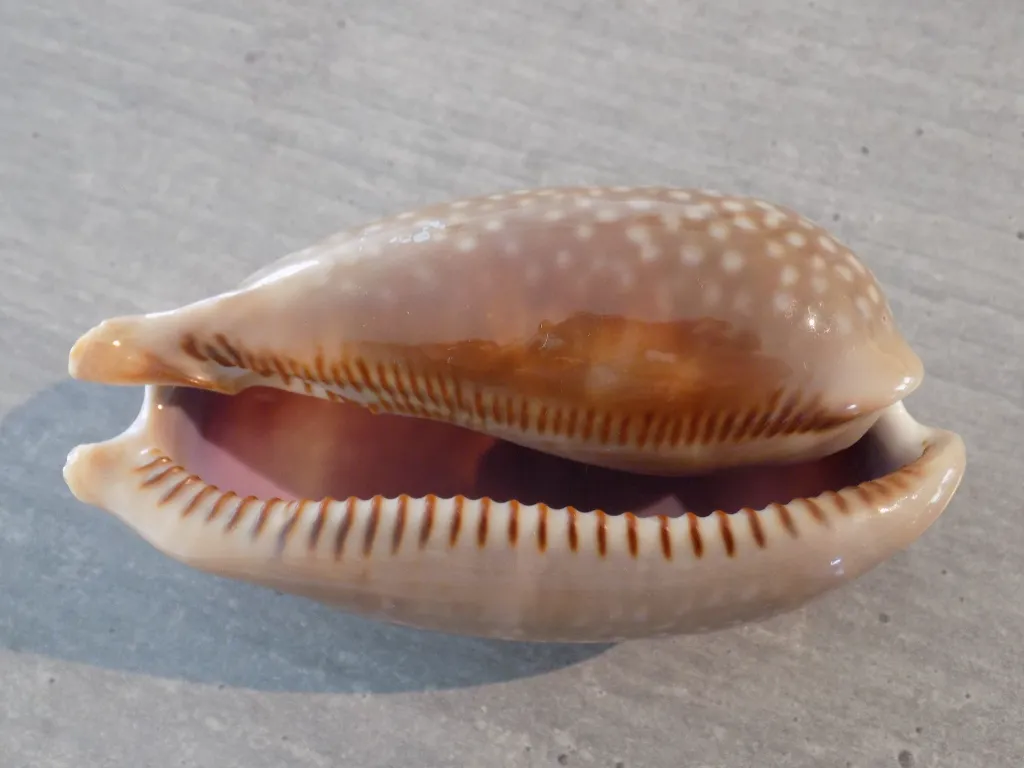 DSCN2490.webp