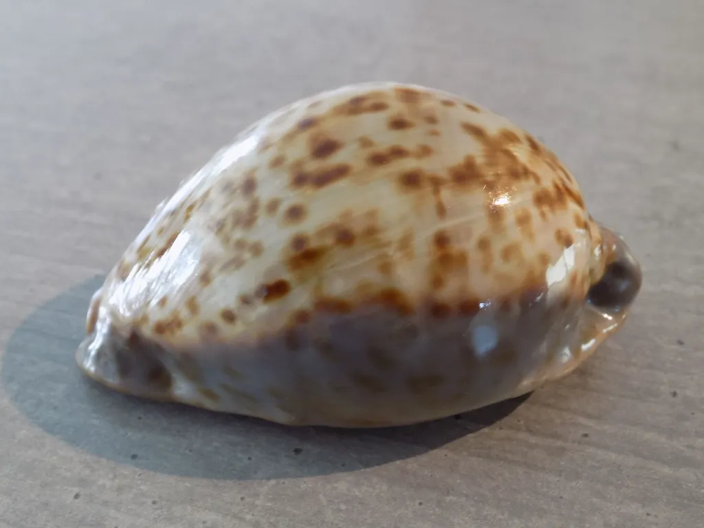 DSCN2484.webp
