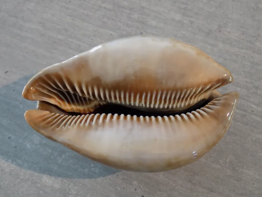 DSCN2485.webp