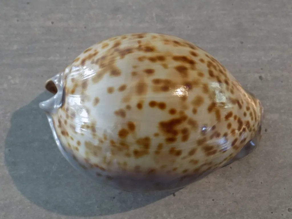 DSCN2486.webp