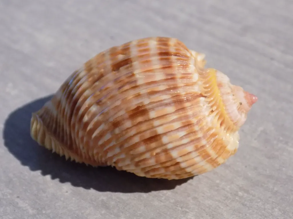 DSCN2567.webp
