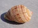 DSCN2567.webp