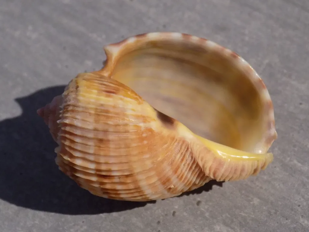 DSCN2568.webp