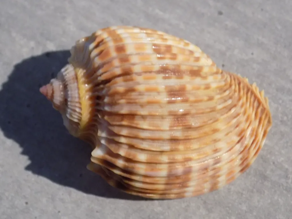 DSCN2569.webp