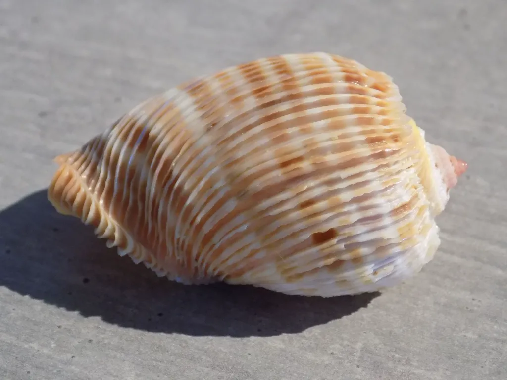 DSCN2573.webp