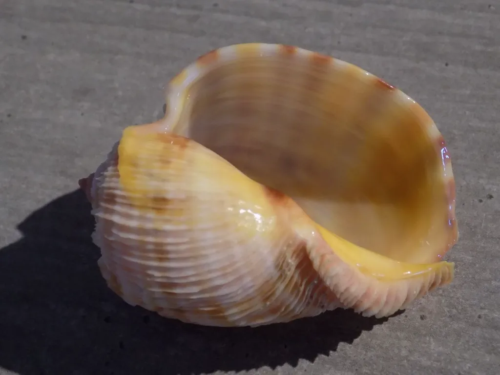 DSCN2574.webp