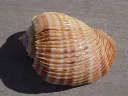 DSCN2576.webp
