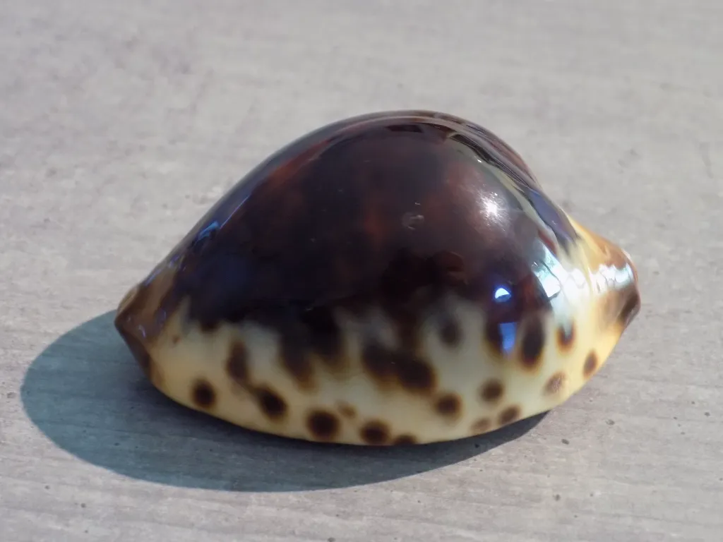 DSCN2591.webp