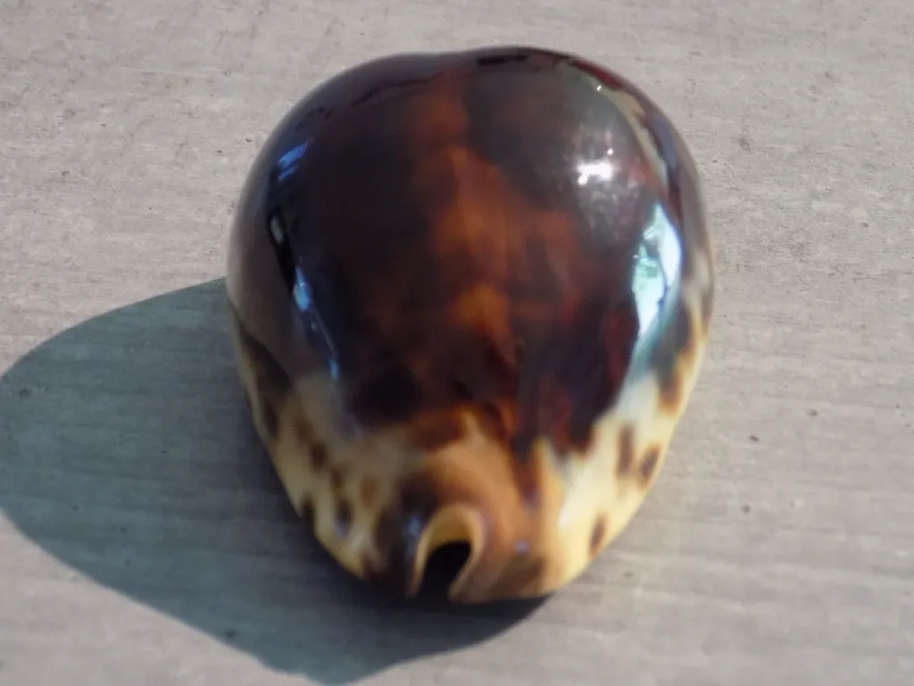 DSCN2592.webp