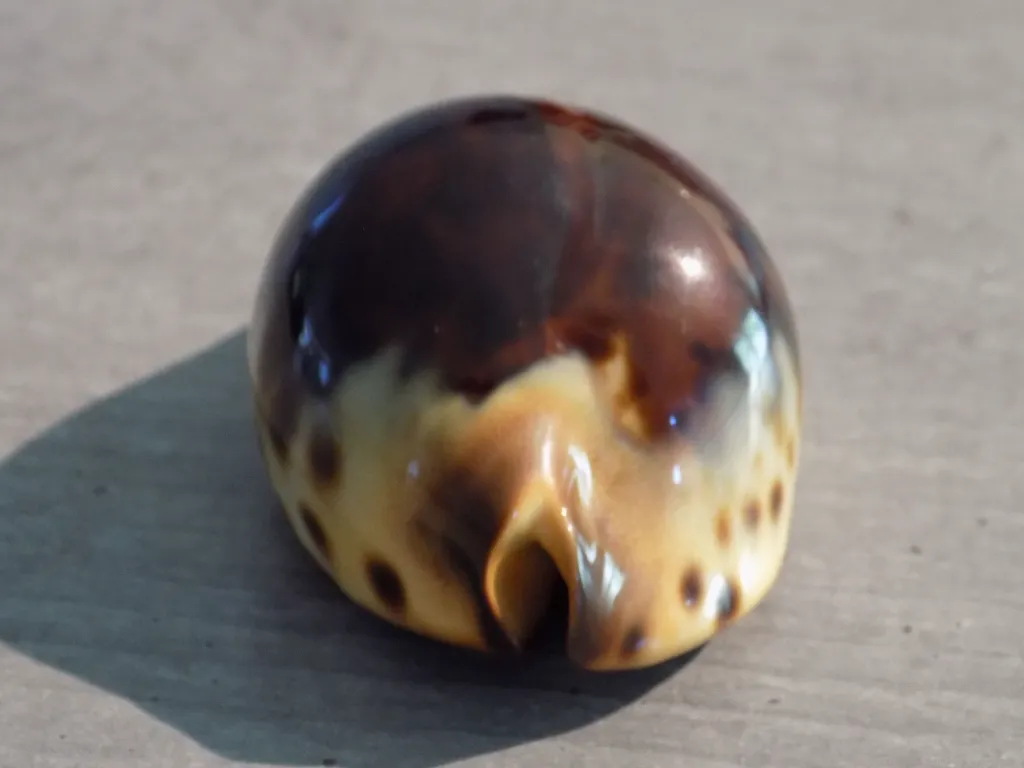DSCN2593.webp