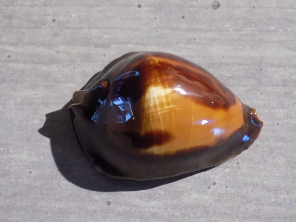 DSCN2605.webp
