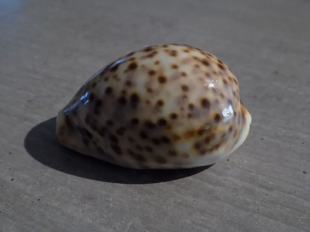 DSCN2644.webp