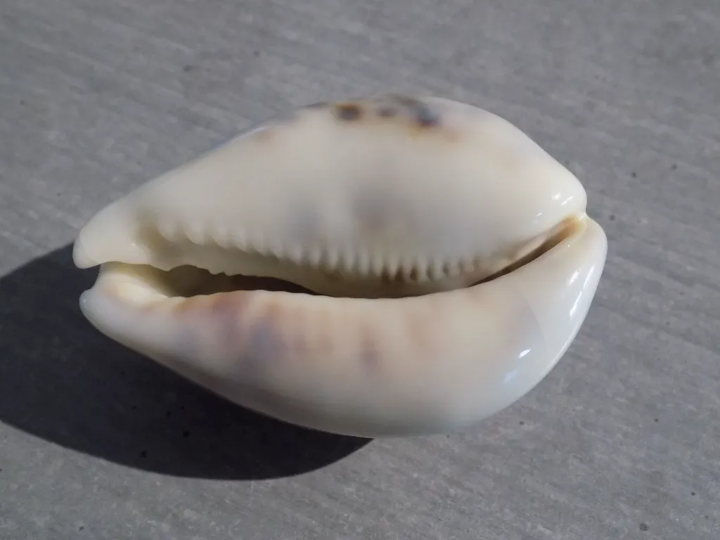 DSCN2645.webp