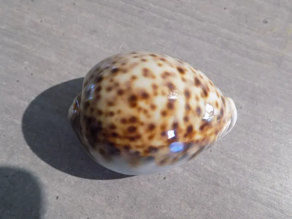 DSCN2647.webp