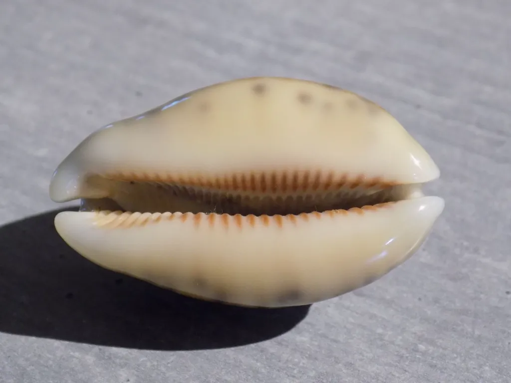 DSCN2650.webp