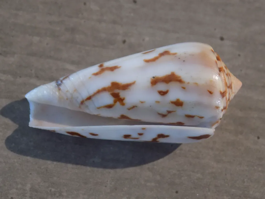 DSCN2680.webp