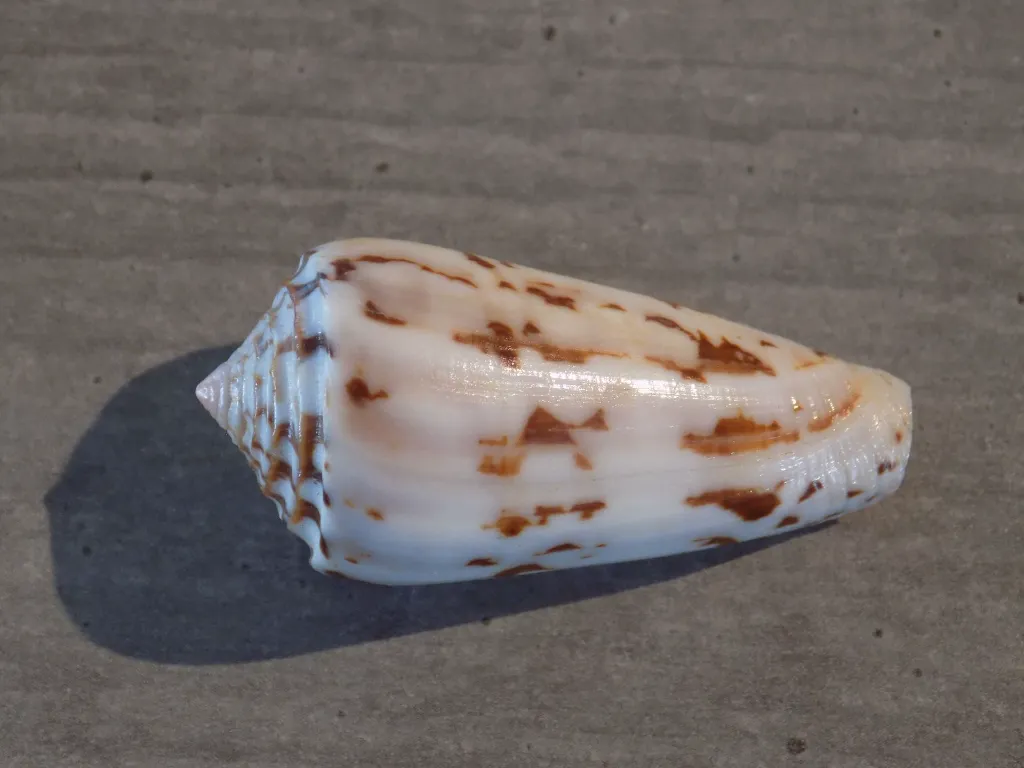 DSCN2681.webp