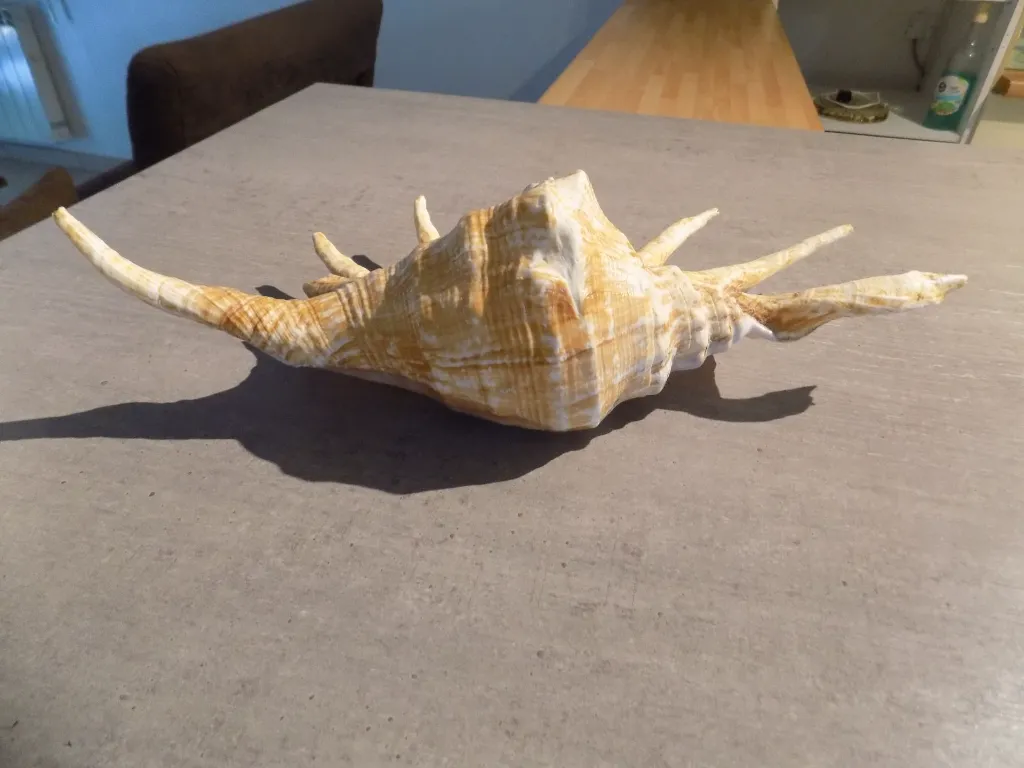 DSCN2683.webp