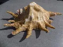 DSCN2689.webp