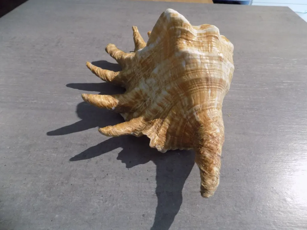 DSCN2691.webp