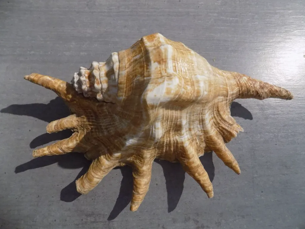 DSCN2693.webp