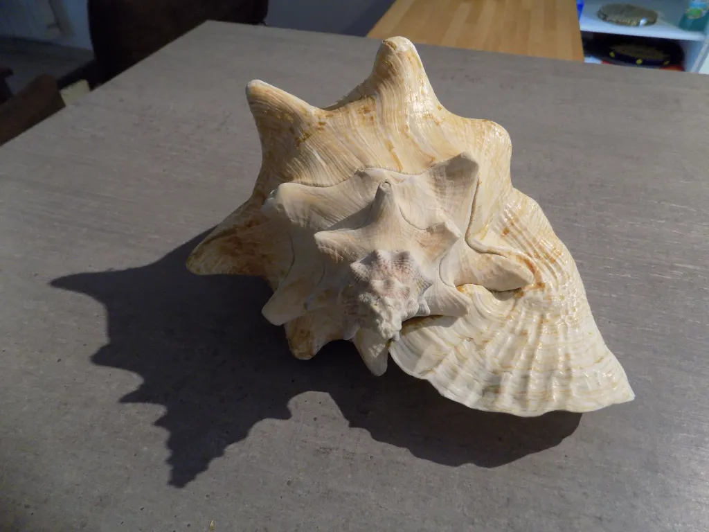 DSCN2696.webp