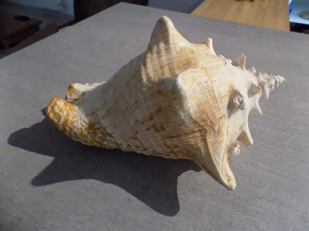 DSCN2697.webp