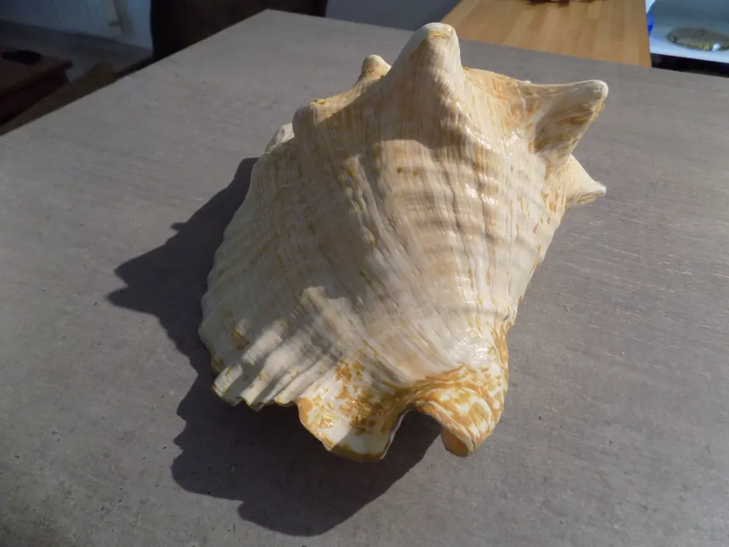 DSCN2698.webp