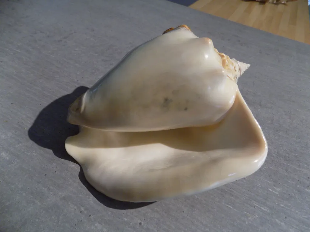 DSCN2700.webp