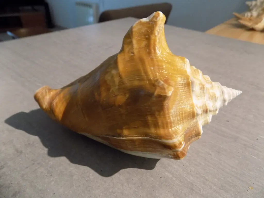 DSCN2703.webp
