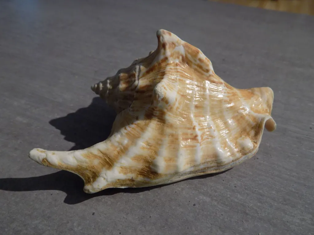 DSCN2707.webp
