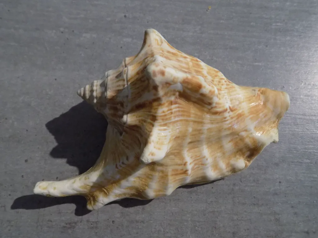 DSCN2709.webp