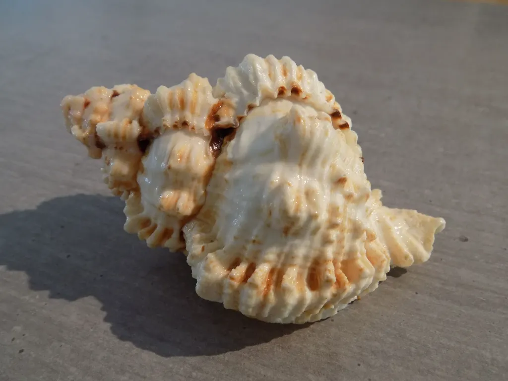 DSCN2723.webp