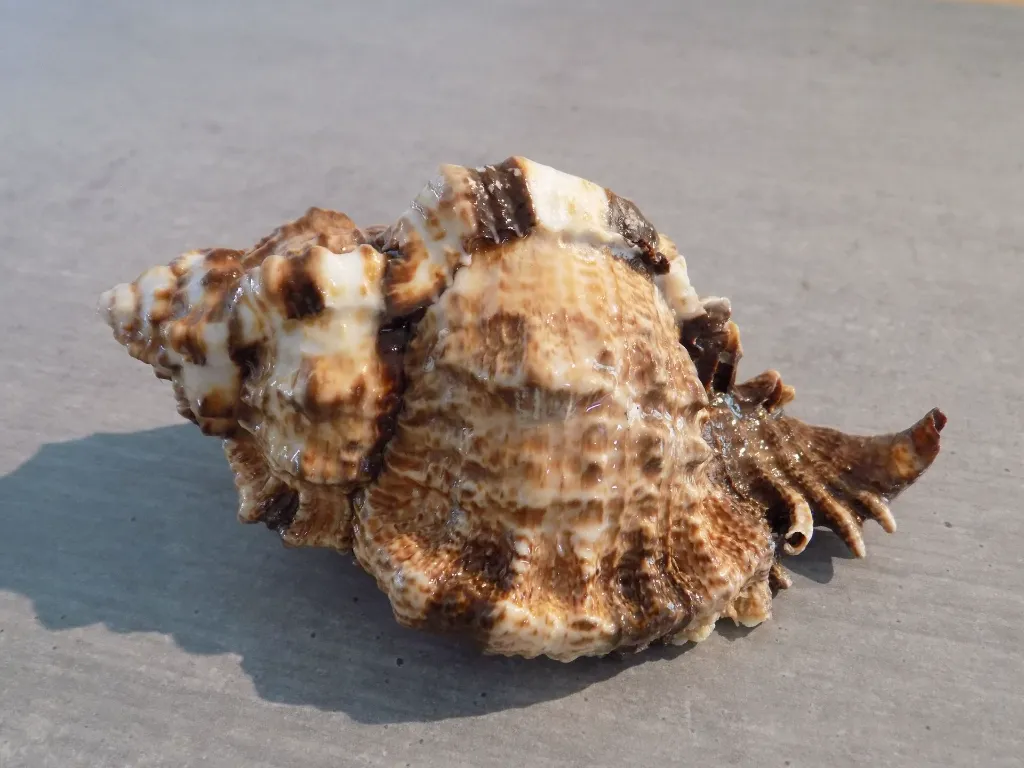 DSCN2711.webp