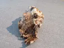 DSCN2712.webp